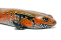 Lepidothyris fernandi fernandi Cameroon adult